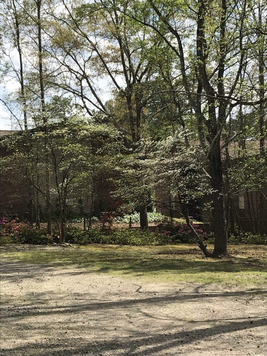 A dirt road leading to a house surrounded by trees on a sunny day.