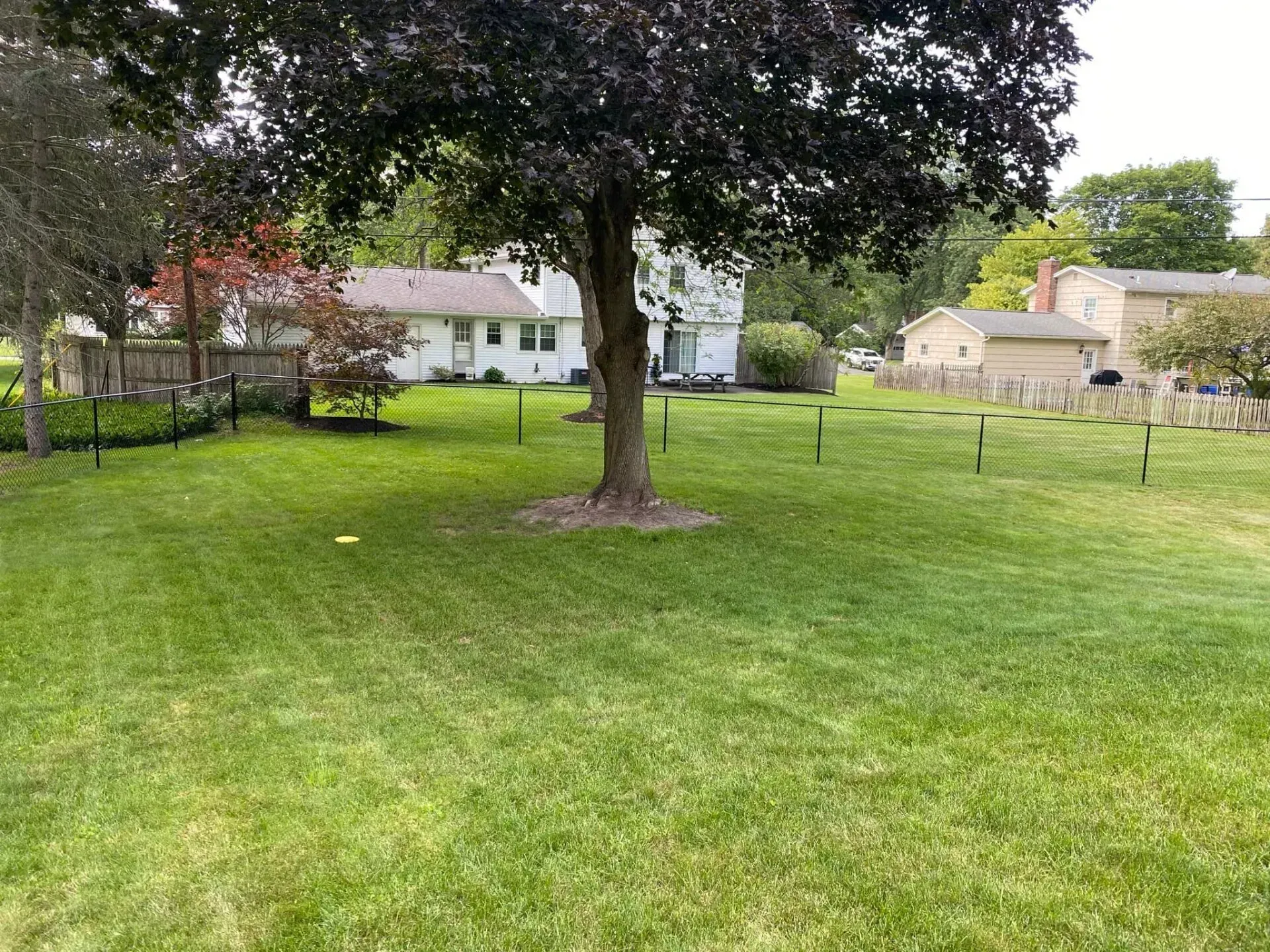 There is a tree in the middle of a lush green field.