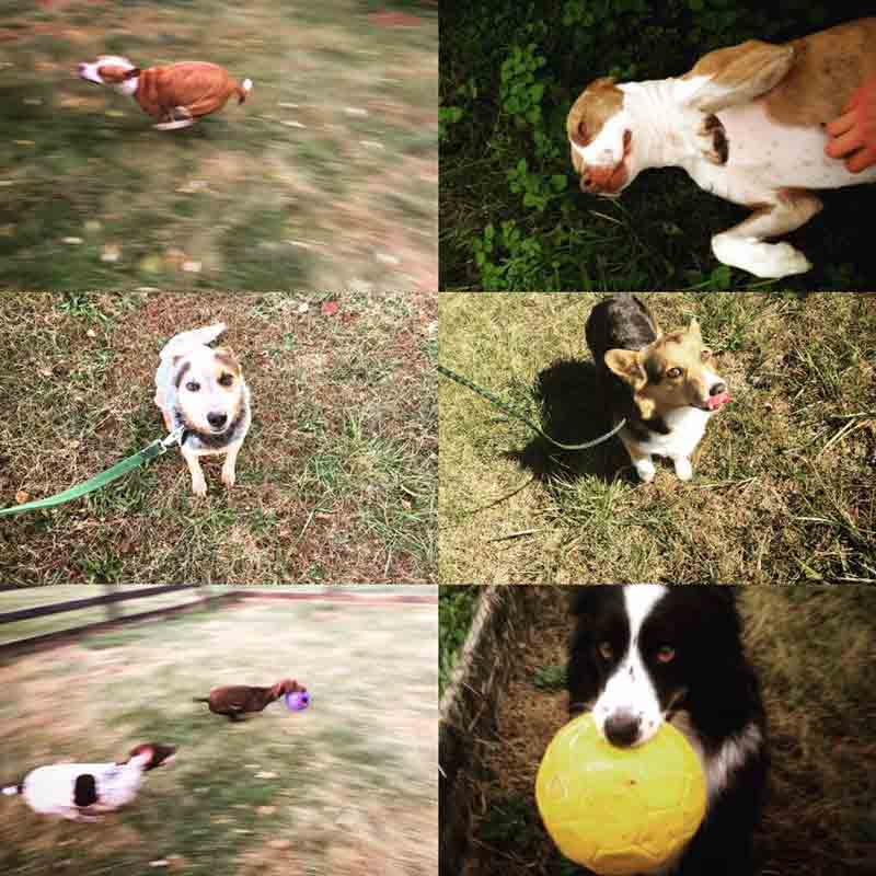 Dog Daycare Lexington & Versailles, KY Wildcat Country Dog Retreat