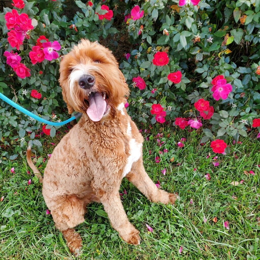Golden doodle sitting in flowers