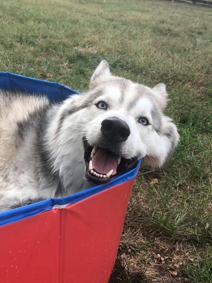 Happy husky dog