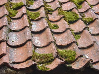 tile roof with moss growing