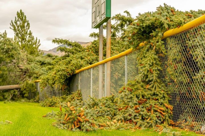 Fallen evergreen tree over a baseball field fence. Green grass, cloudy sky, scoreboard.