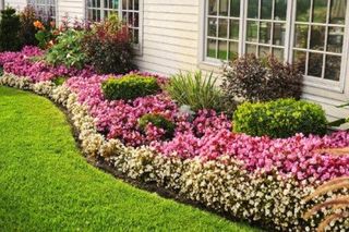 Fresno Landscaping — Colorful Plants in Fresno , Ca
