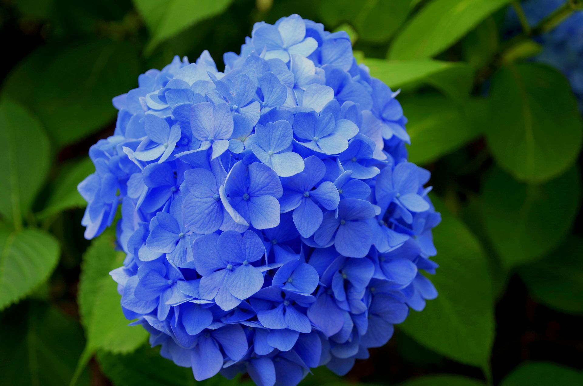 Blue hydrangea flower with many overlapping petals, surrounded by green leaves.