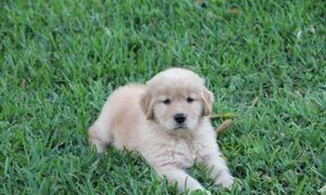 Fahyer is remaining here at Wahkeen