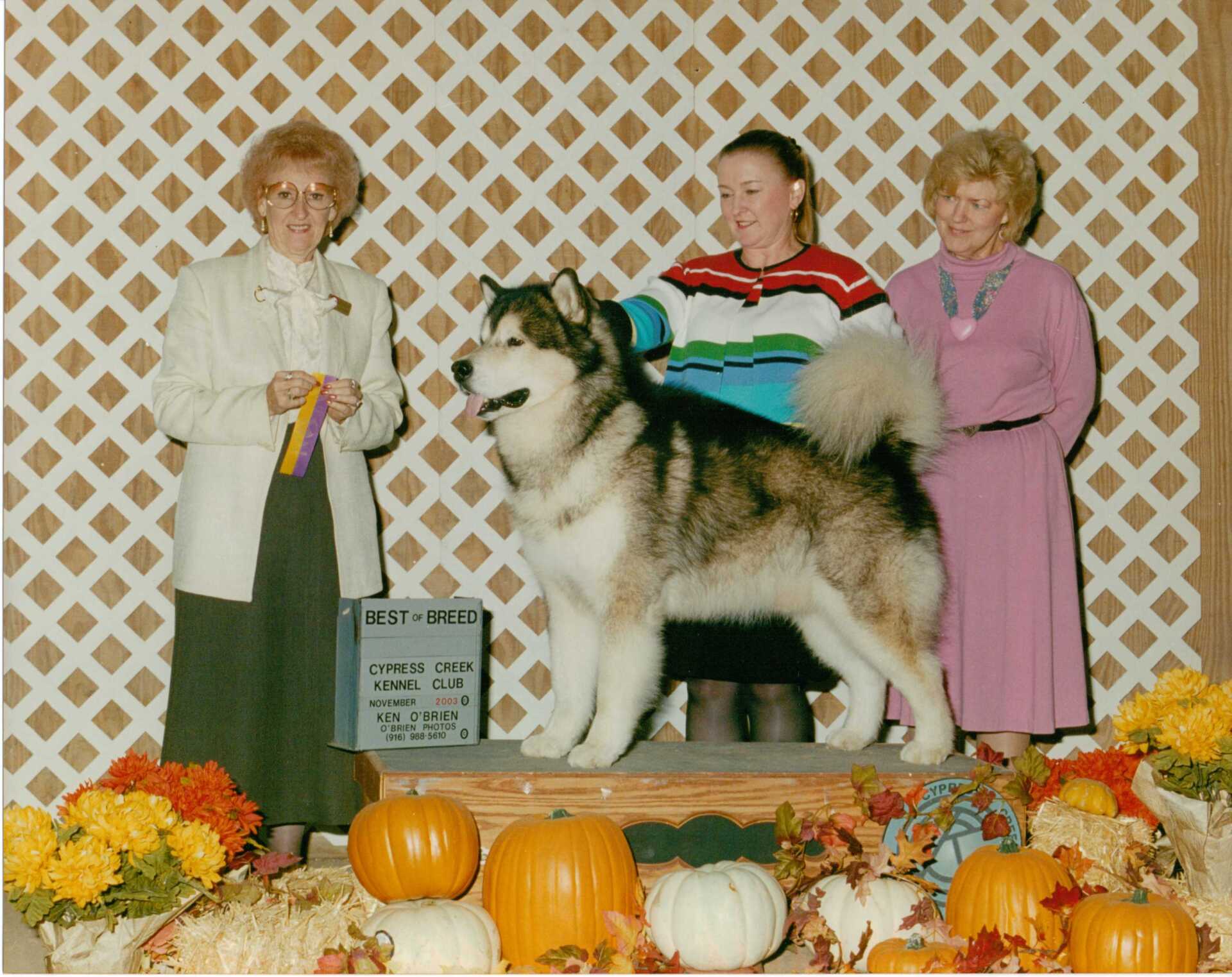 Ch. Mi Amour Stealin' The Show