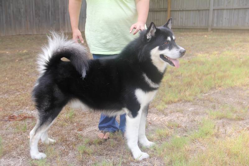 Epona Kotzebue Man In Black