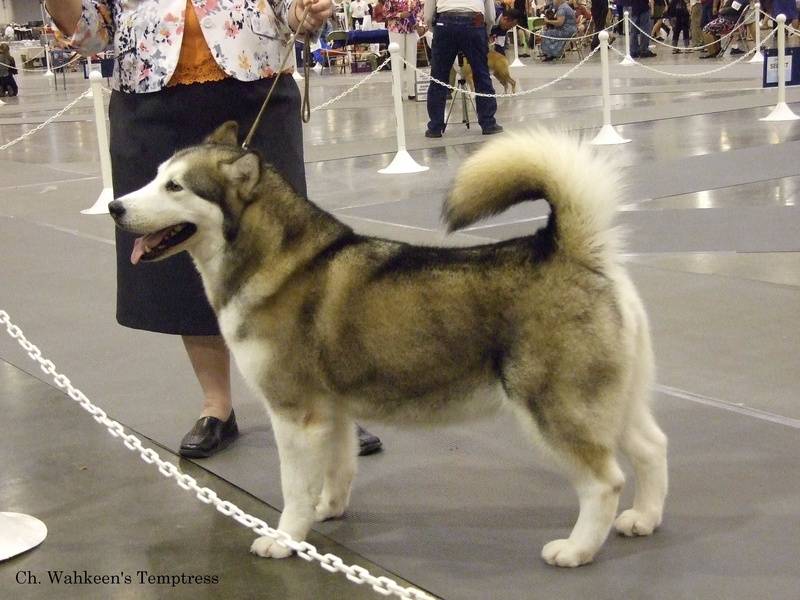 Ch. Wahkeen's Temptress