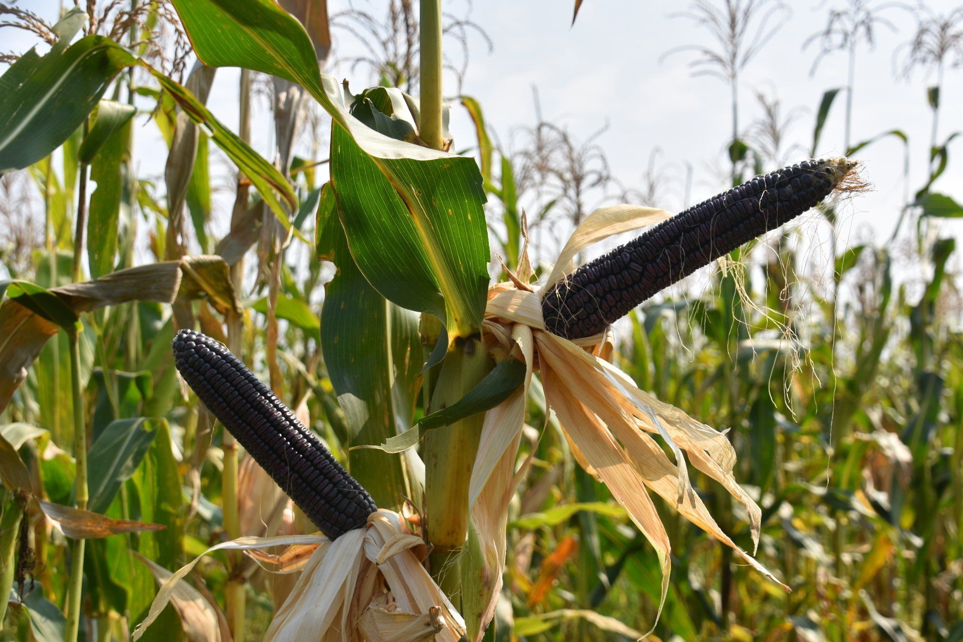 Two ears of dark purple corn on a stalk in a field.