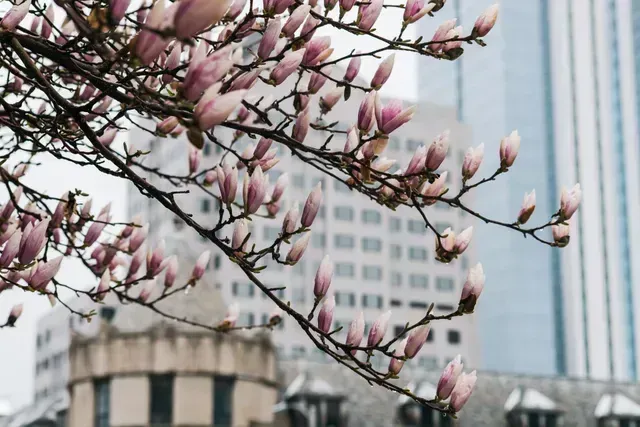 Direct Cremation Services in Milwaukee - learn how to prepay for cremation procedures