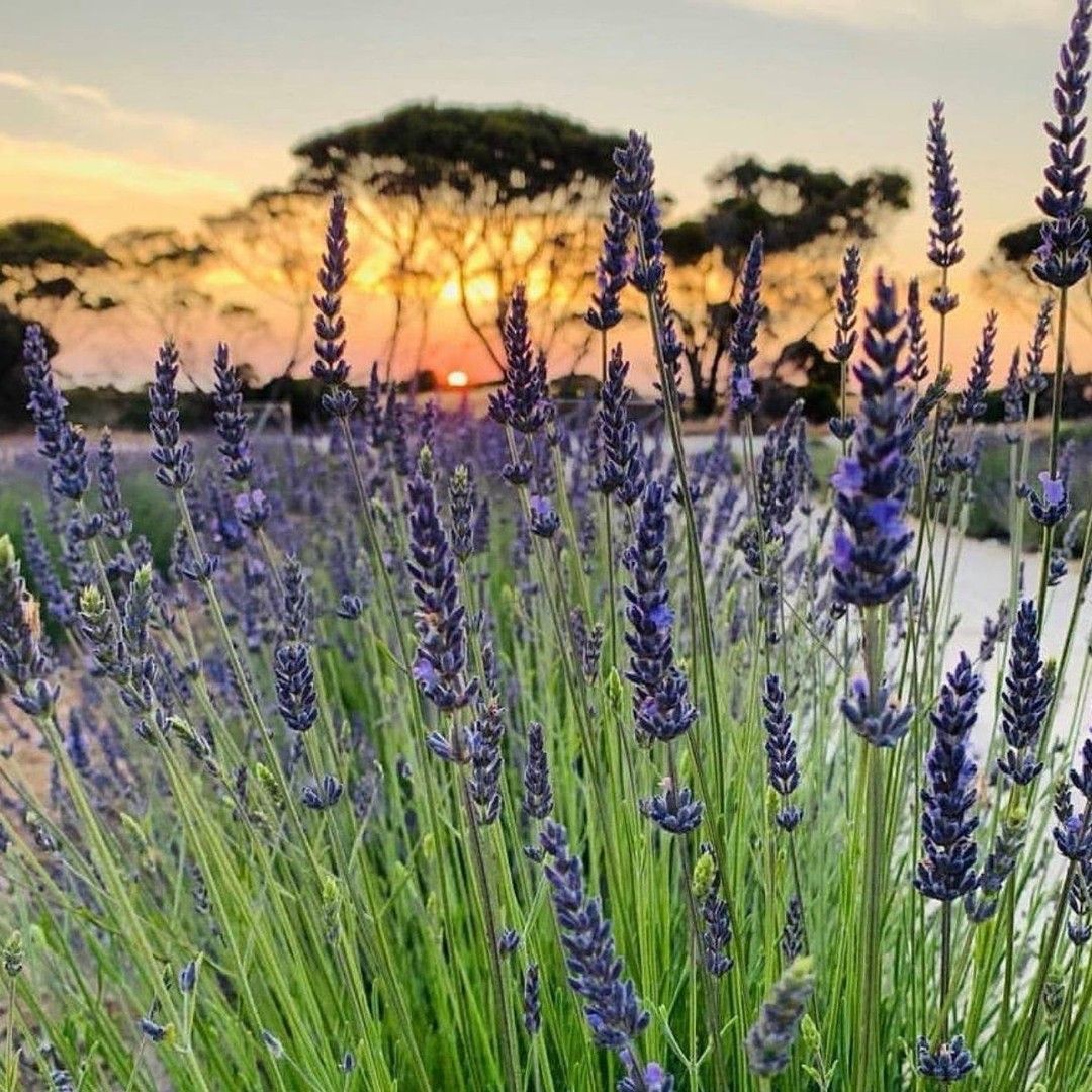 Breakfast spread: toast, fruit bowls, coffee, smoothies on a wooden table