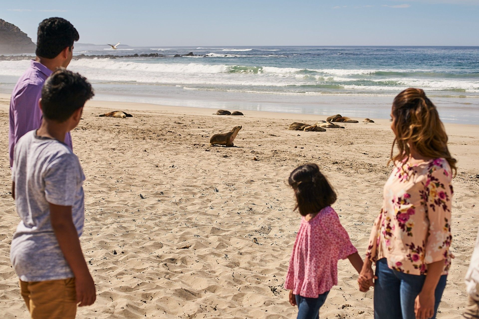 Family on beach watches seals. Ocean waves, sand, sunny day.