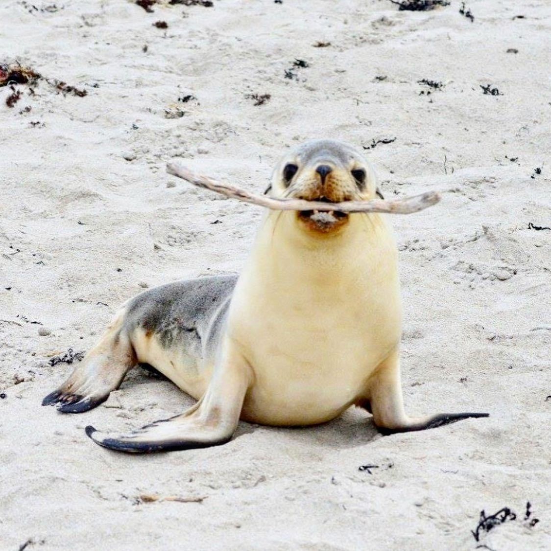 Sea lion on a sandy beach, holding a stick in its mouth, light brown fur.