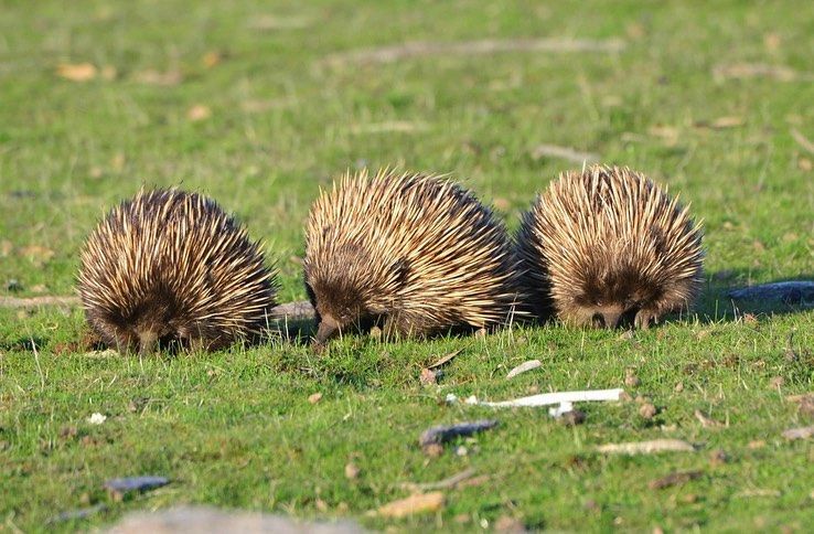 Two sea lions on a sandy beach