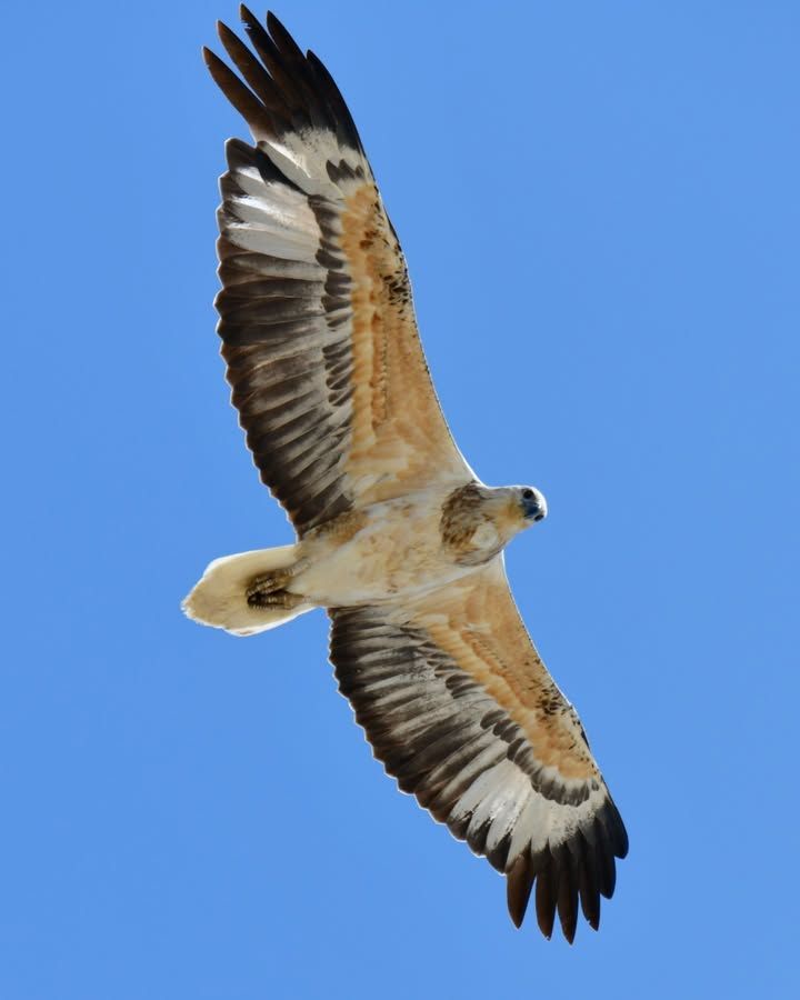 Kangaroo with joey in pouch stands on rocky ground, looking to the side.