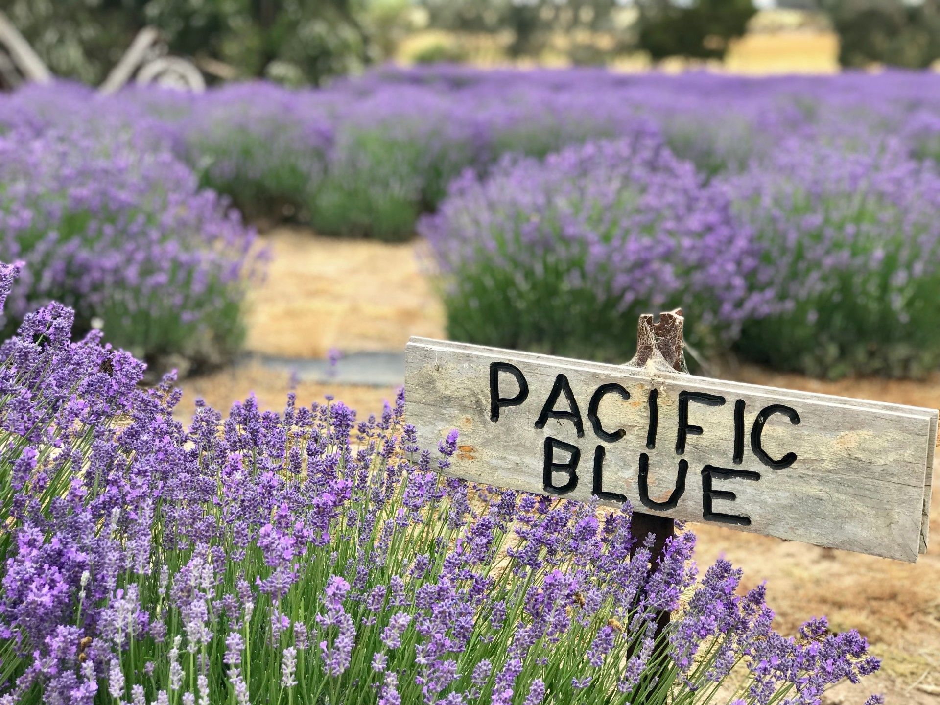 Garden with Pacific Blue Wooden Signage