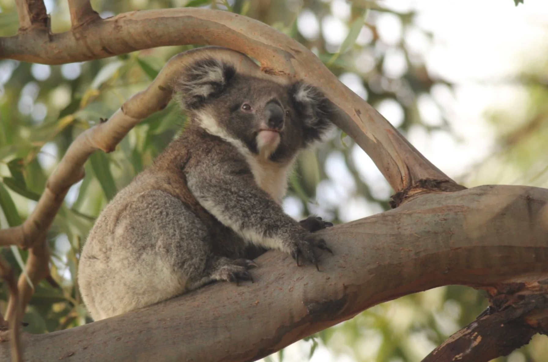 Koala bear sitting on a tree branch, looking toward the viewer.