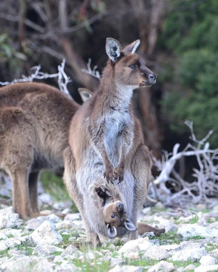 Kangaroo with joey in pouch stands on rocky ground, looking to the side.