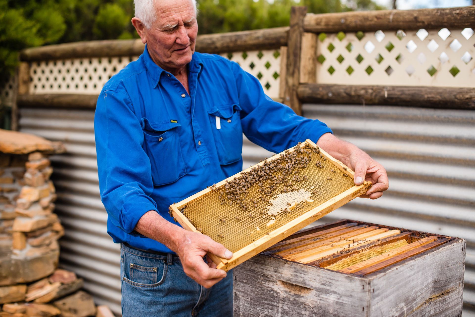 Man in blue shirt holding a honeycomb frame over a beehive.