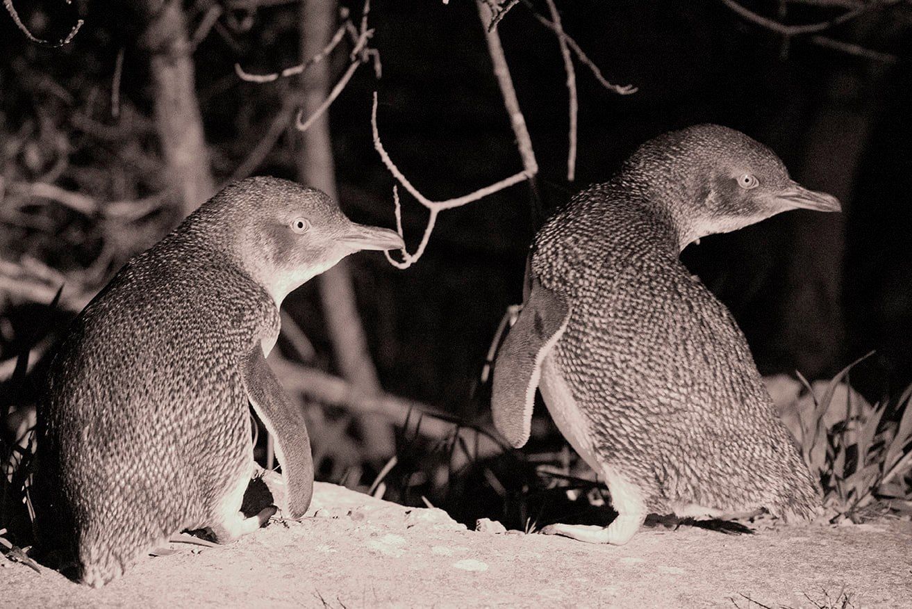 Two small penguins stand close together in a dark environment.