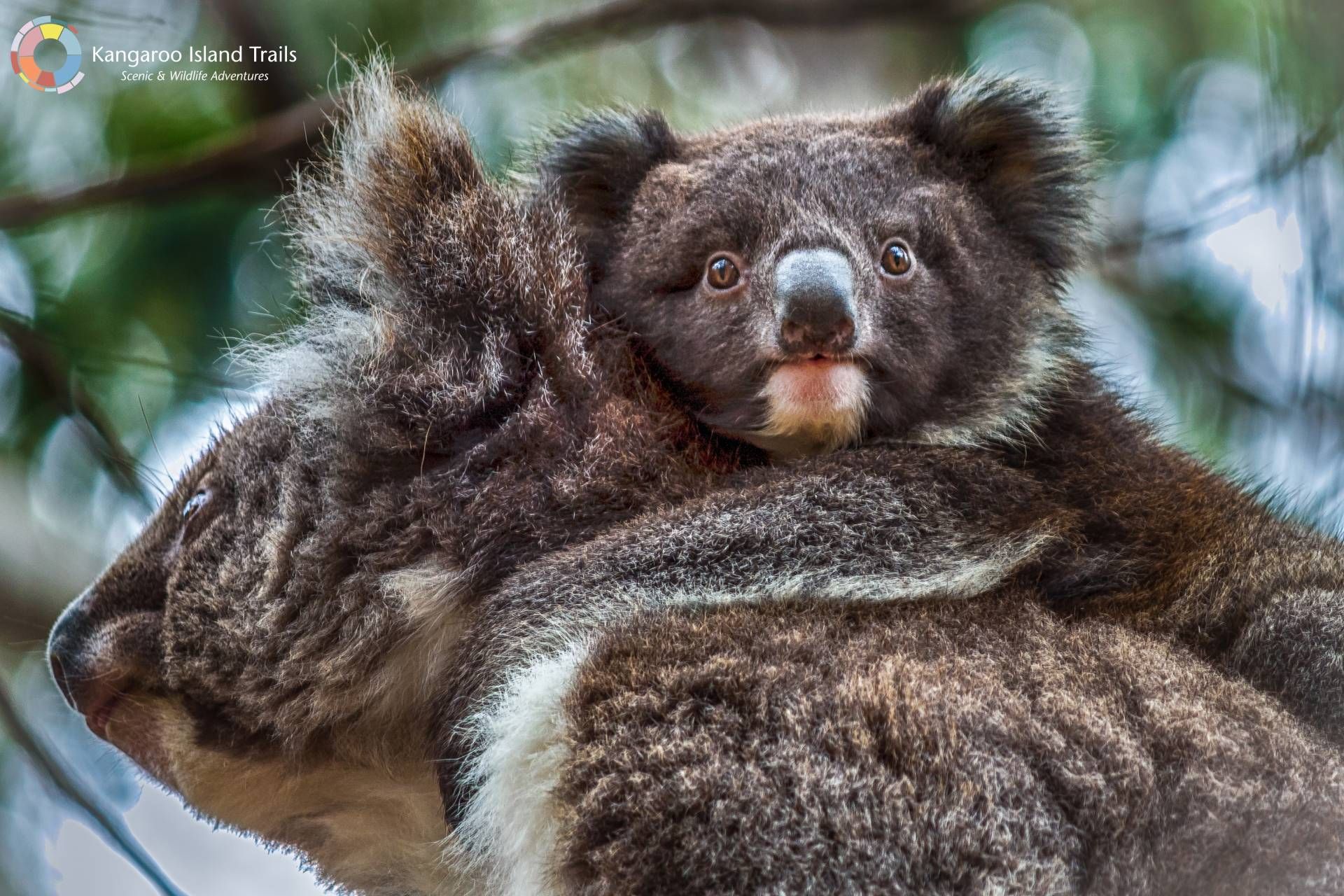 Koala joey peering over its mother's shoulder, eyes wide with surprise; blurred green forest background.