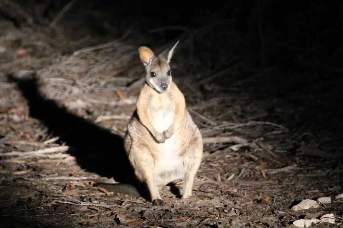 Yellow-footed wallaby standing in a dark forest, with light on its front, ears perked.