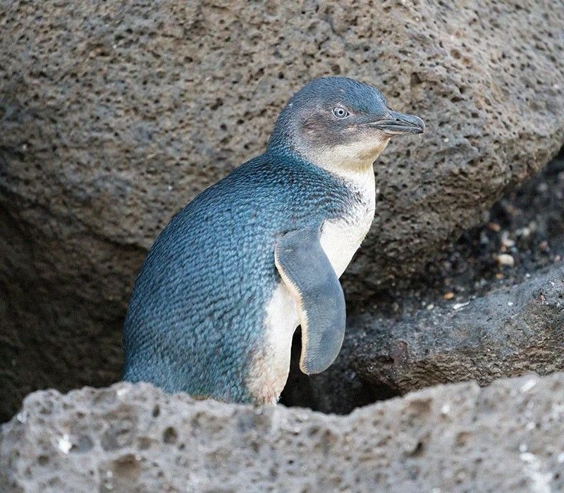 Blue penguin standing amidst grey rocks.