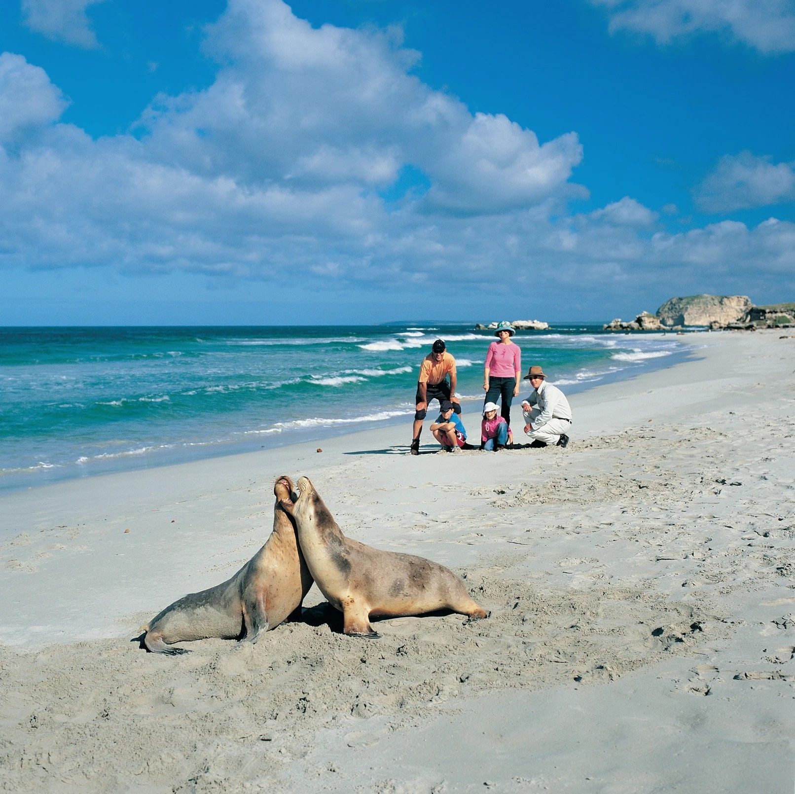 Two sea lions on a sandy beach with people watching them, blue sky and ocean.
