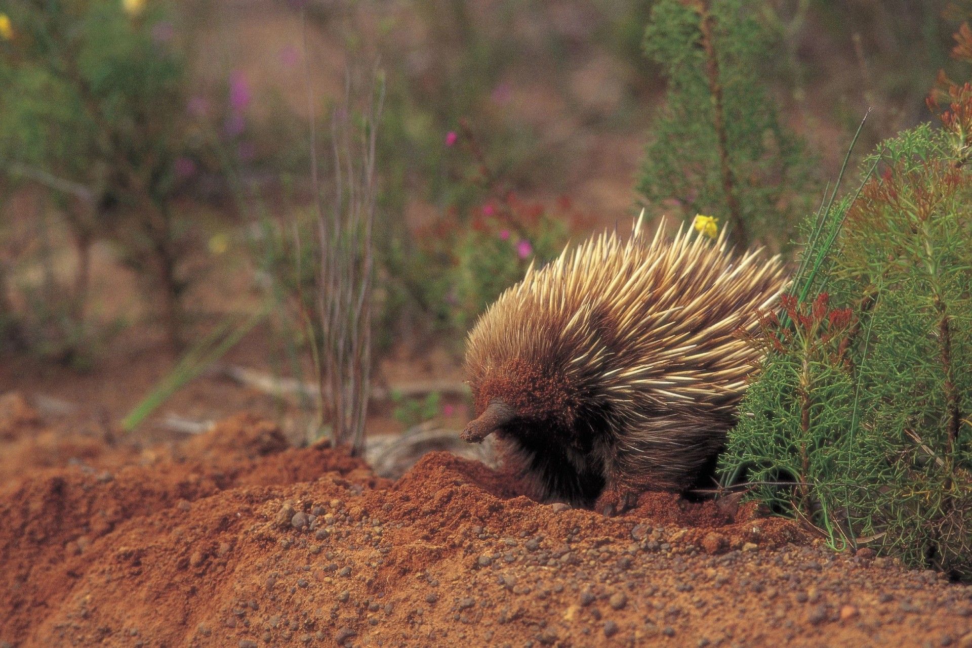 Echidna with spiky fur digging in red dirt near plants.