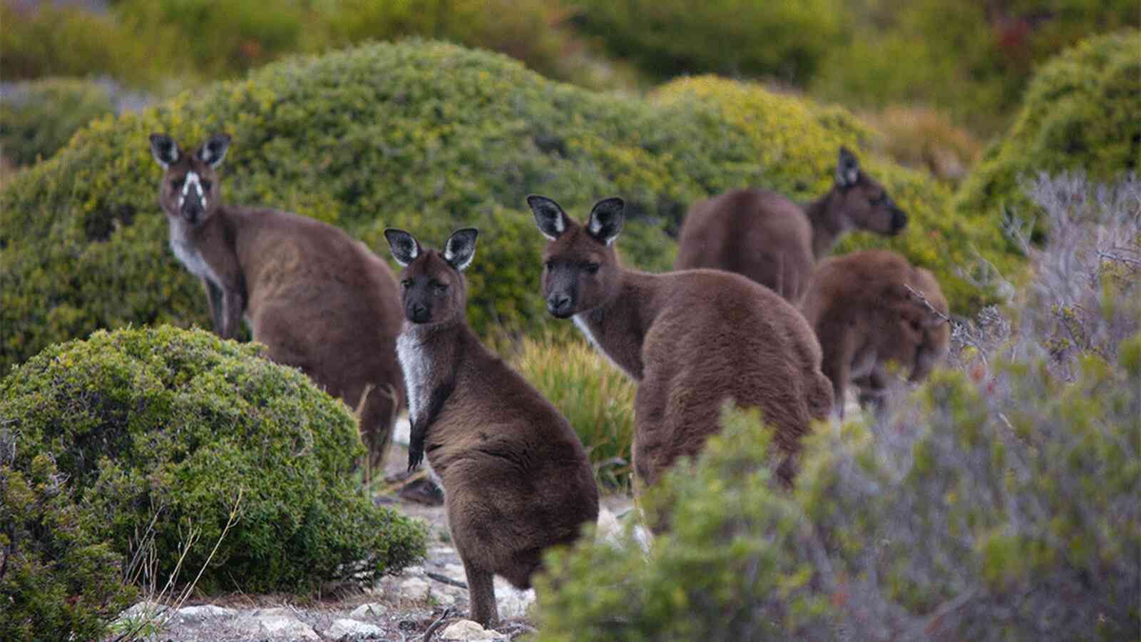 Kangaroos in a grassy, scrubby landscape, dark brown fur with white faces, looking at the viewer.