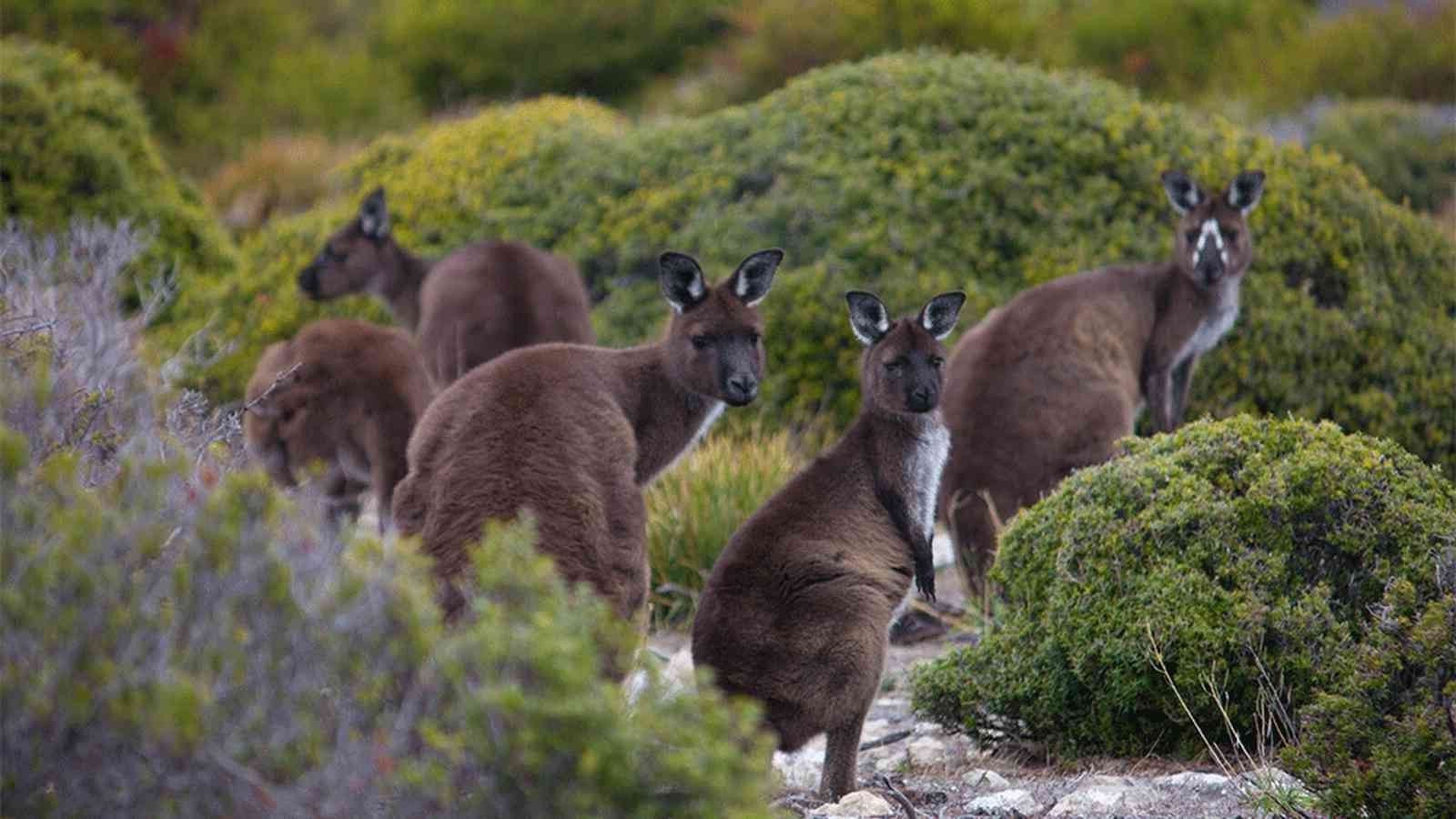Kangaroos in a grassy, coastal setting. Several brown kangaroos with attentive expressions.