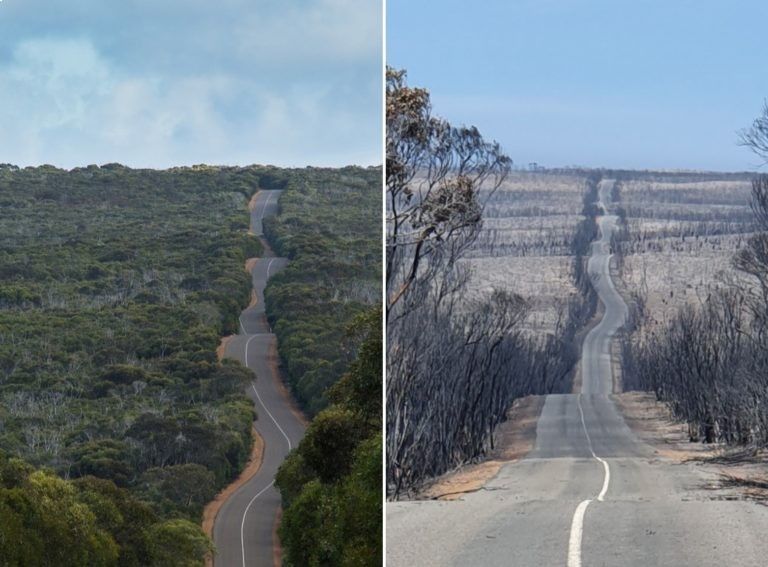 Road through forest before and after a fire; trees are charred black after the fire.
