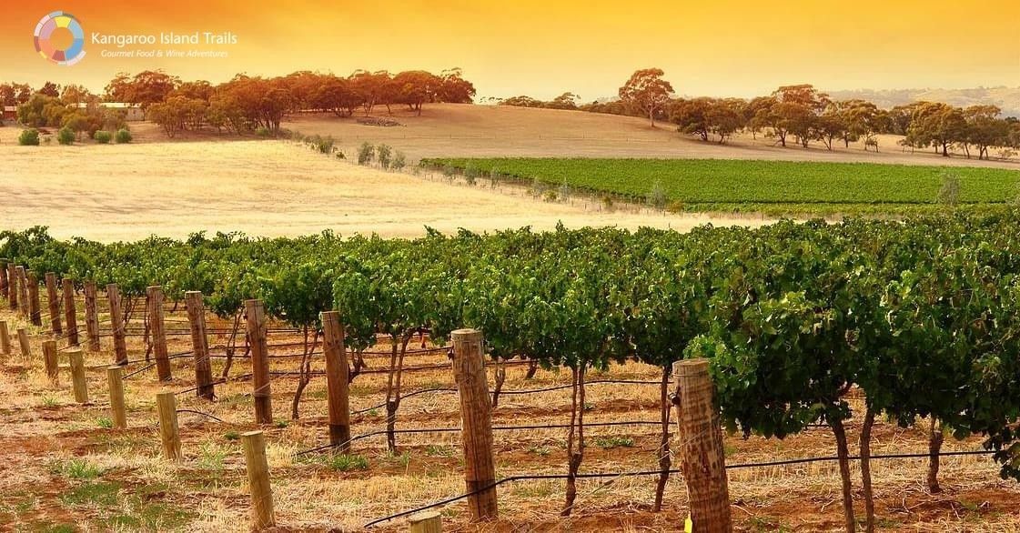 Vineyard with rows of grapevines in a field under a warm sunset.