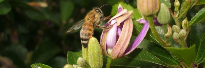 Bee pollinating a pink and purple flower, with green leaves and buds, in a natural setting.