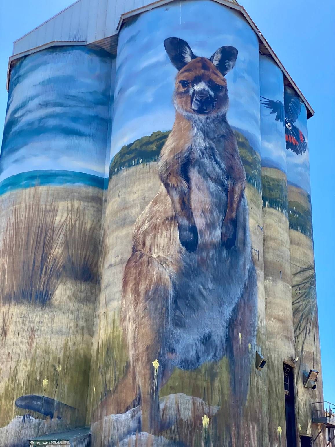 Mural of a kangaroo standing tall on a silo, against a background of fields and sky.