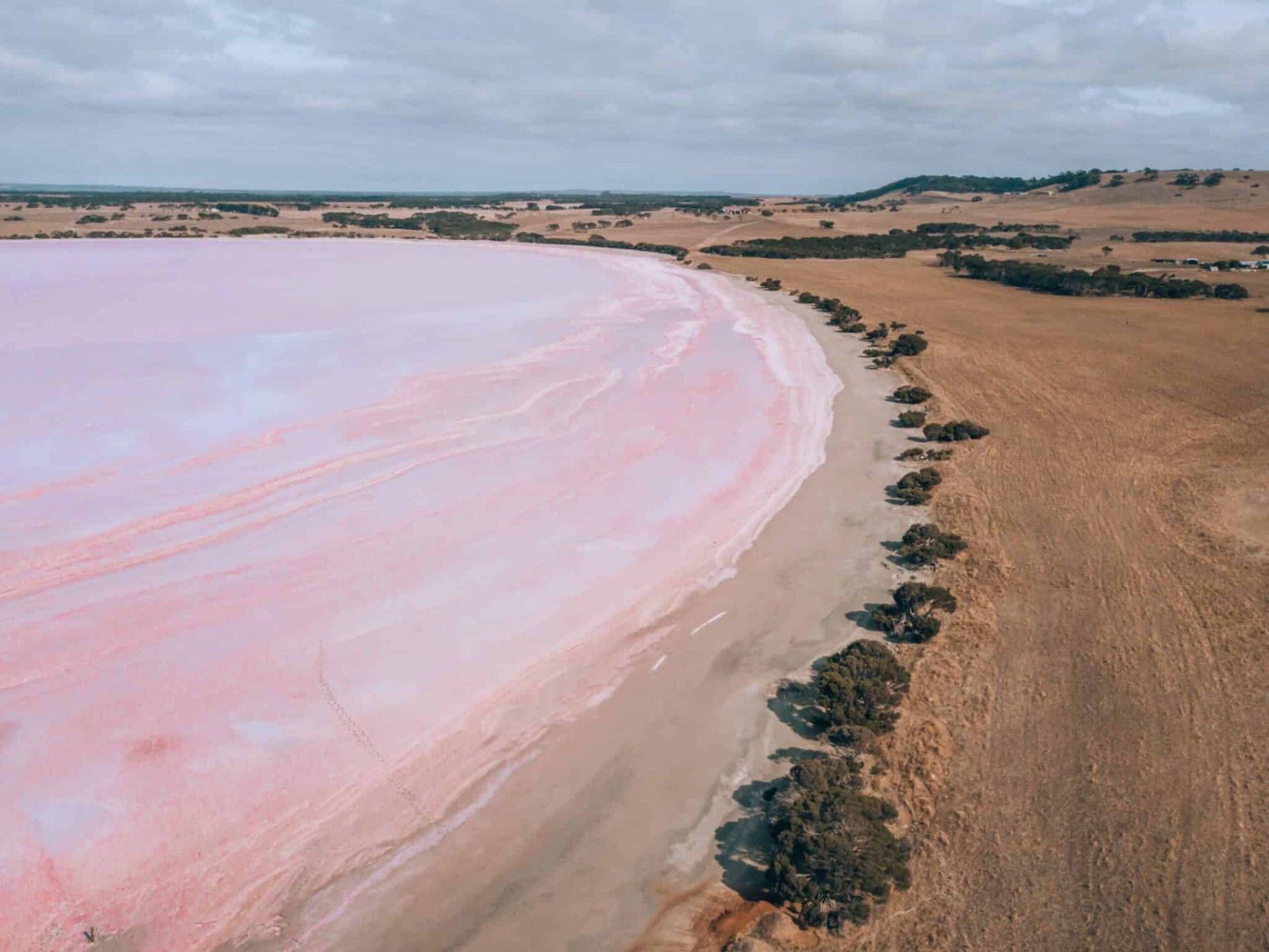 Pink lake shoreline next to dry, brown land under cloudy sky.