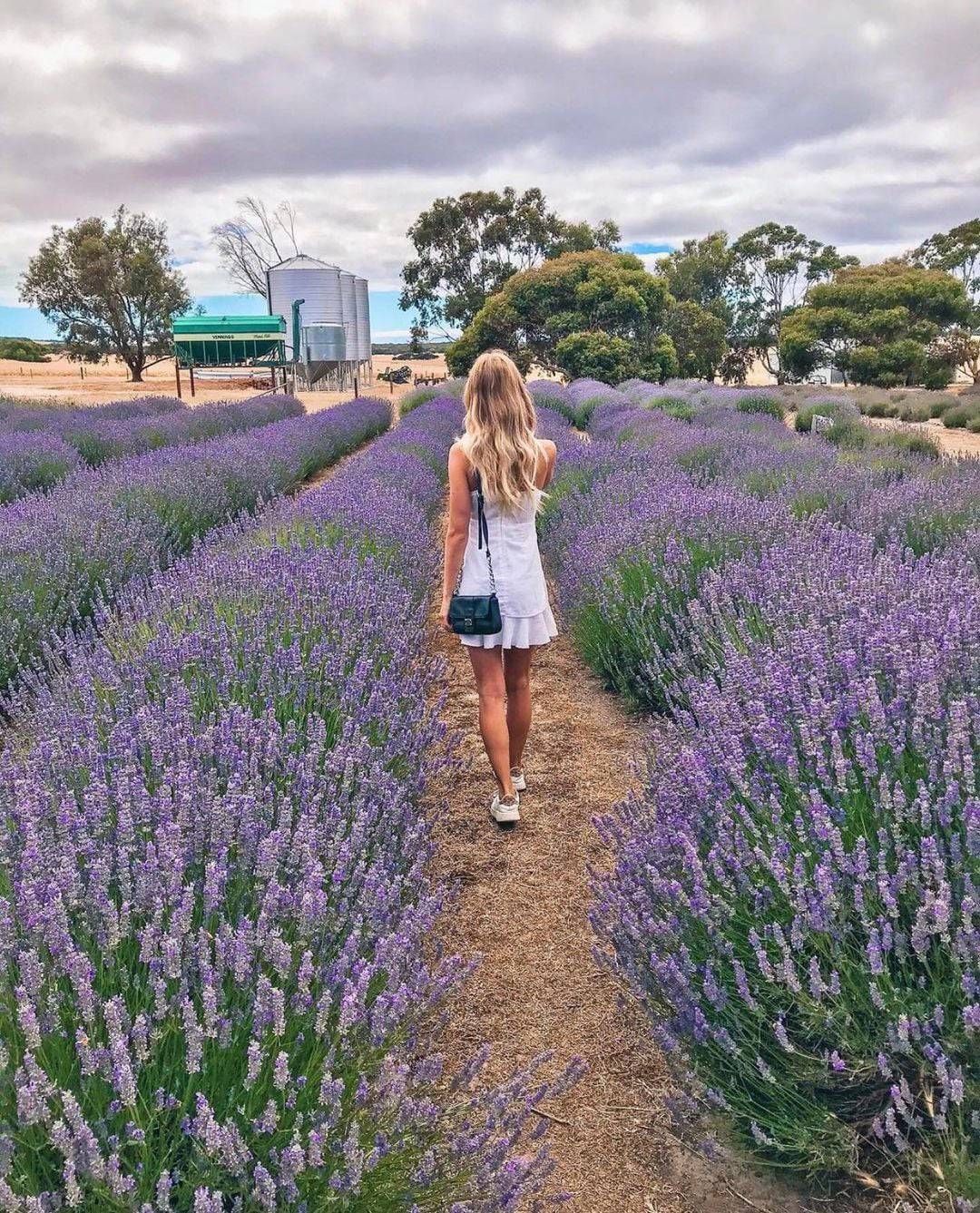 Woman walks through rows of lavender flowers, a white dress and purse. Outdoors with blue sky.