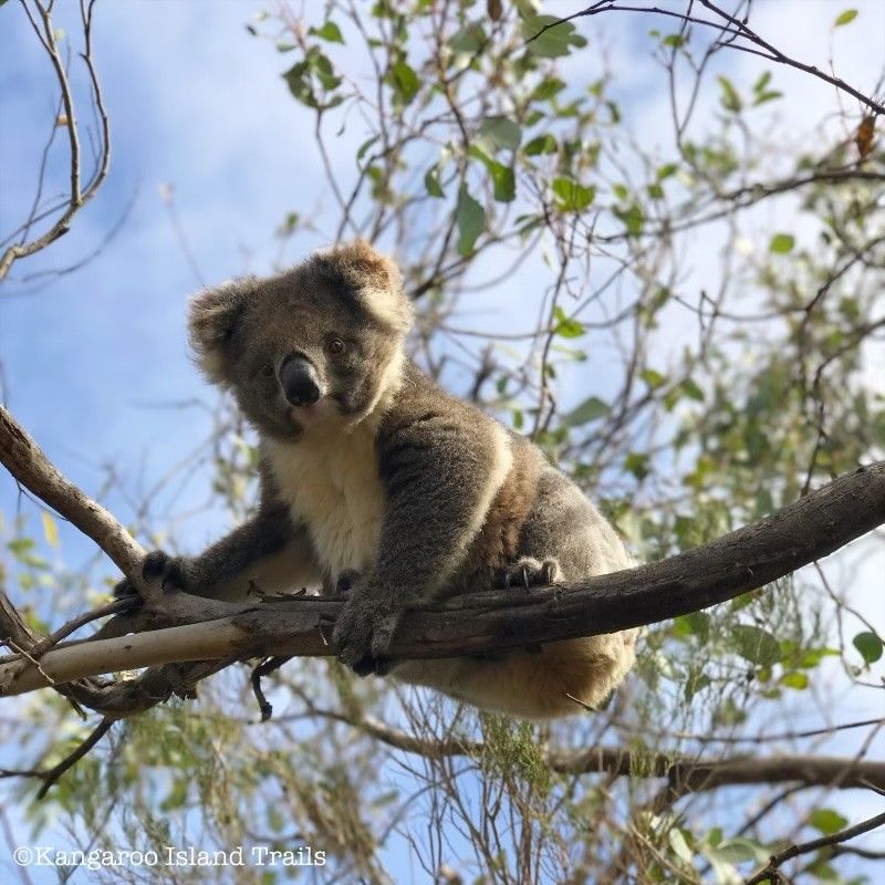 A koala bear is sitting on a tree branch