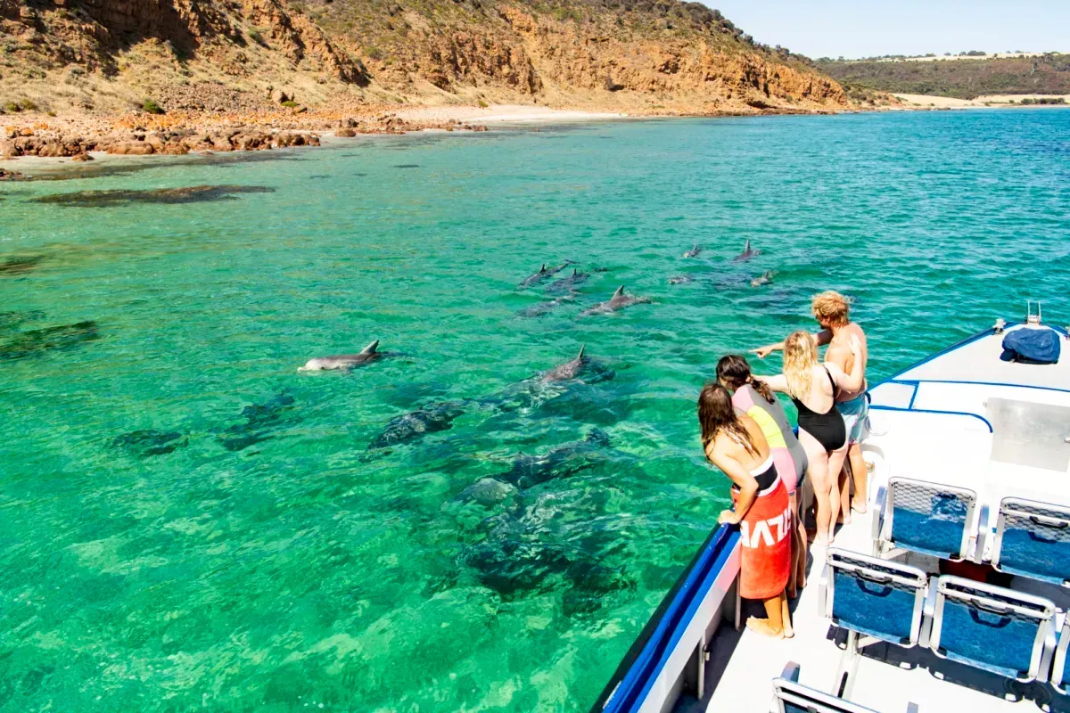 People on a boat watch dolphins swim in turquoise water near a red-brown cliff.