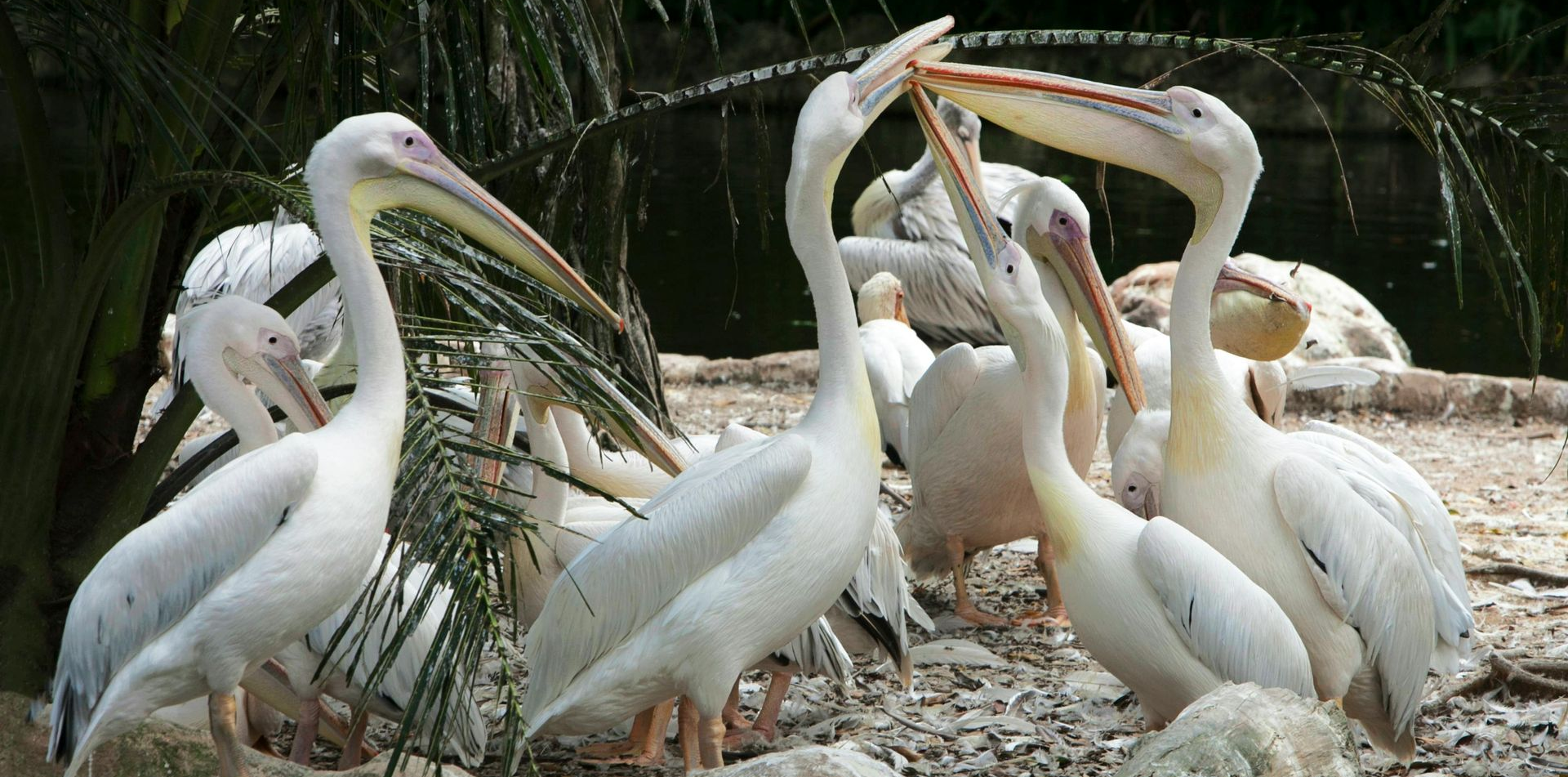 A group of white pelicans standing in a sandy, outdoor enclosure with greenery, two birds interacting with their beaks.
