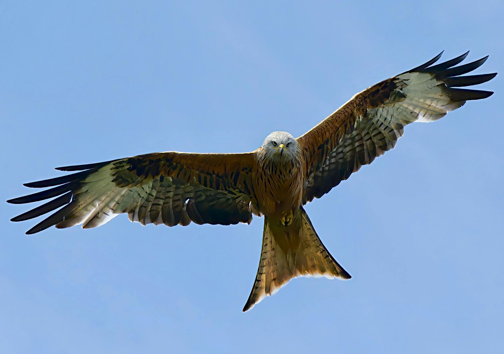 A red kite flying against a clear blue sky, showing its distinct forked tail and wide, patterned wings.