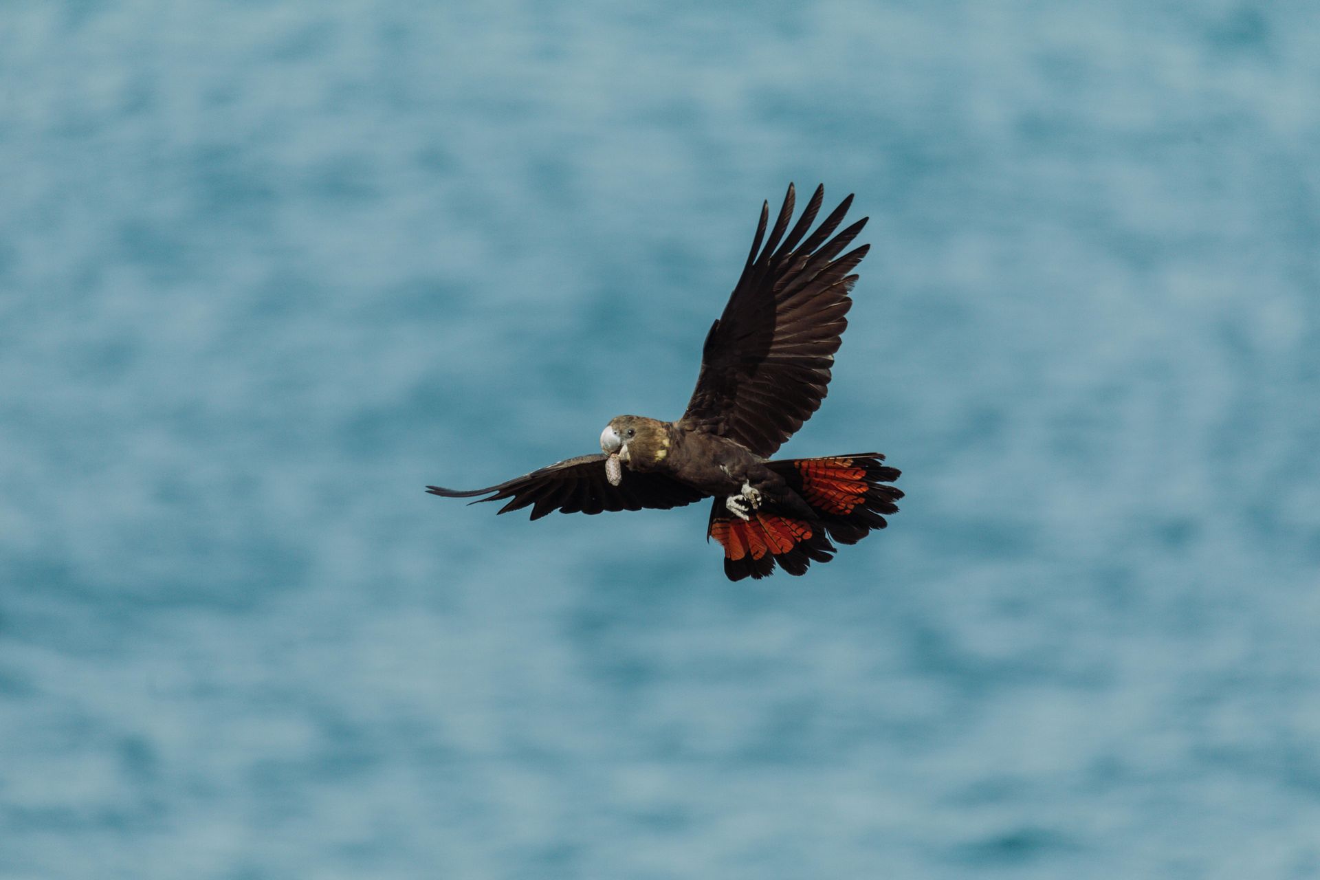A dark-feathered glossy black cockatoo with prominent red tail feathers flies against a blue, out-of-focus background.