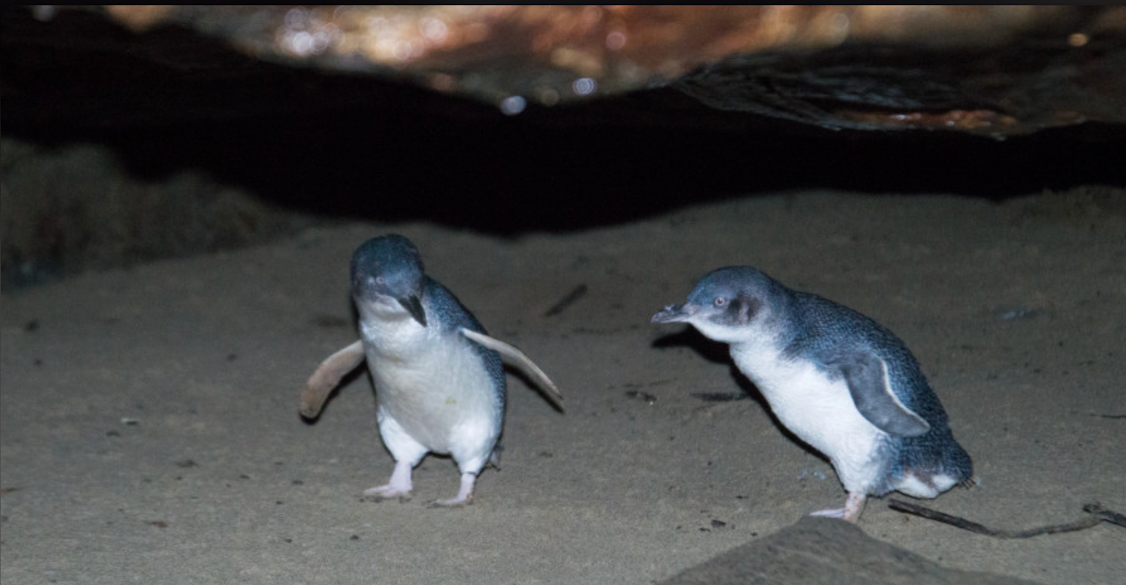 Two small blue penguins on sand, one with wings out, other looking on. Dark cave background.