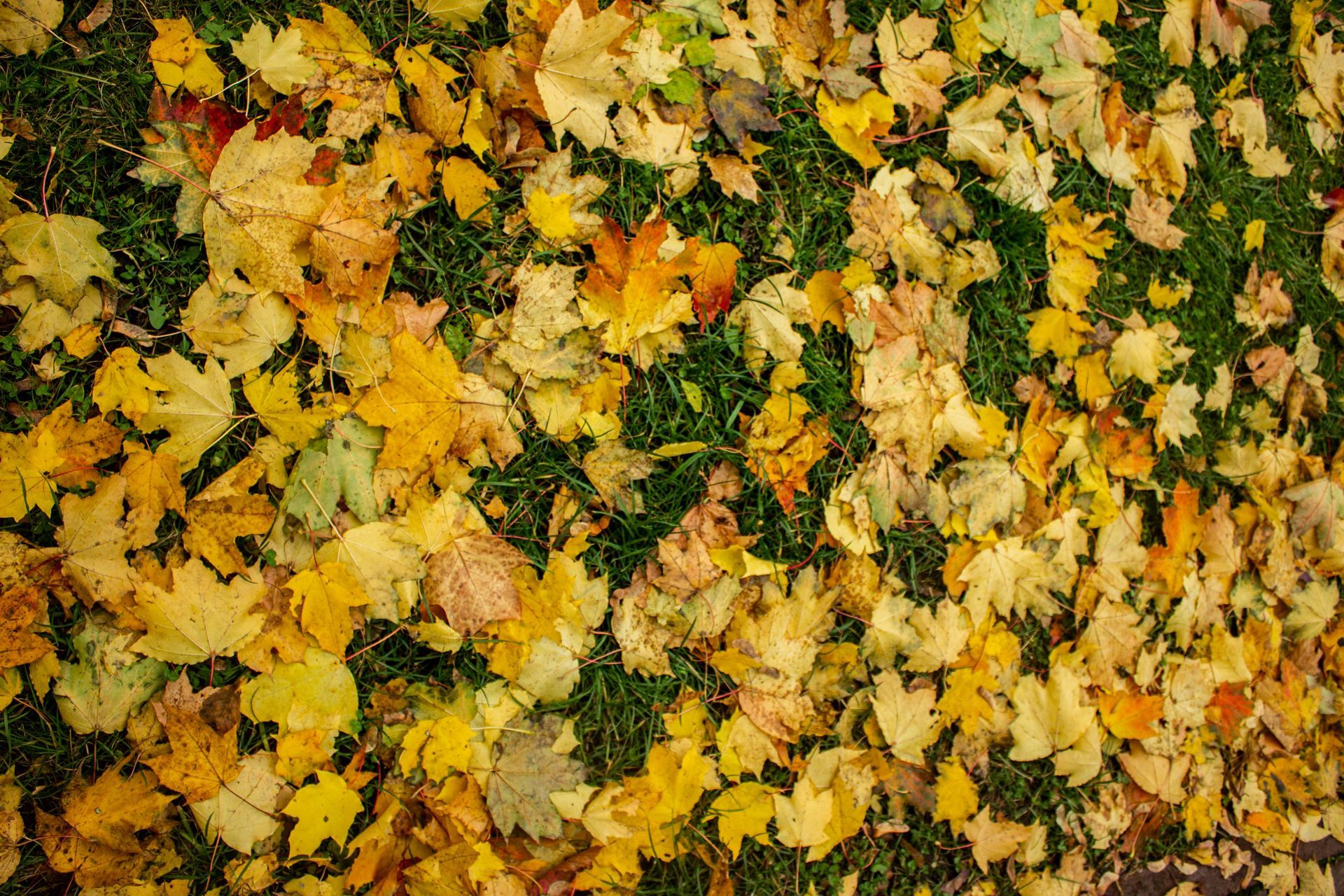 A dense scattering of fallen yellow and orange maple leaves covering a patch of green grass.
