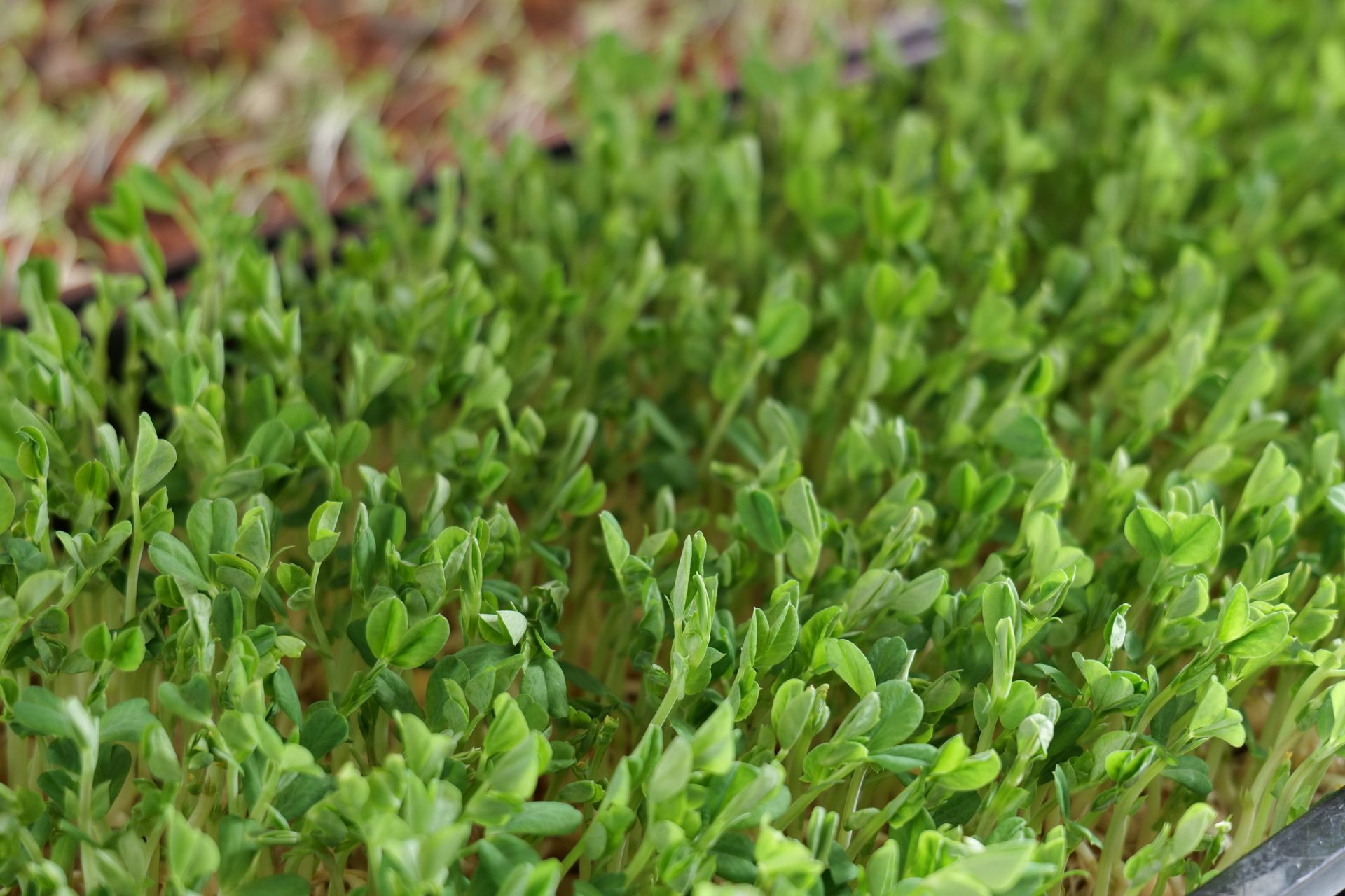 Close-up of a tray of bright green microgreens.