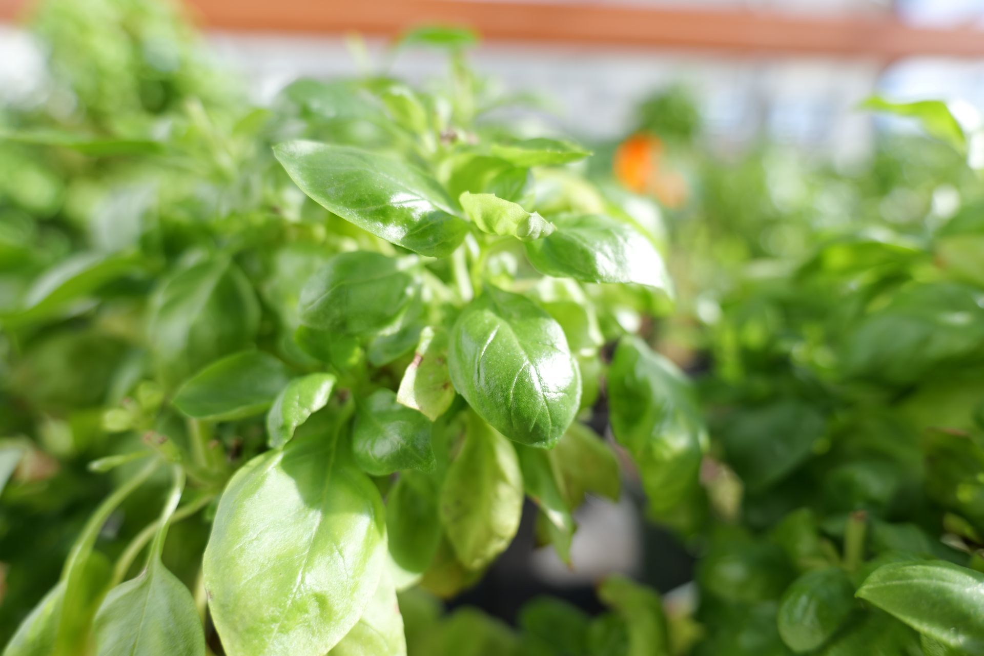 Close-up of vibrant green basil leaves, growing indoors.