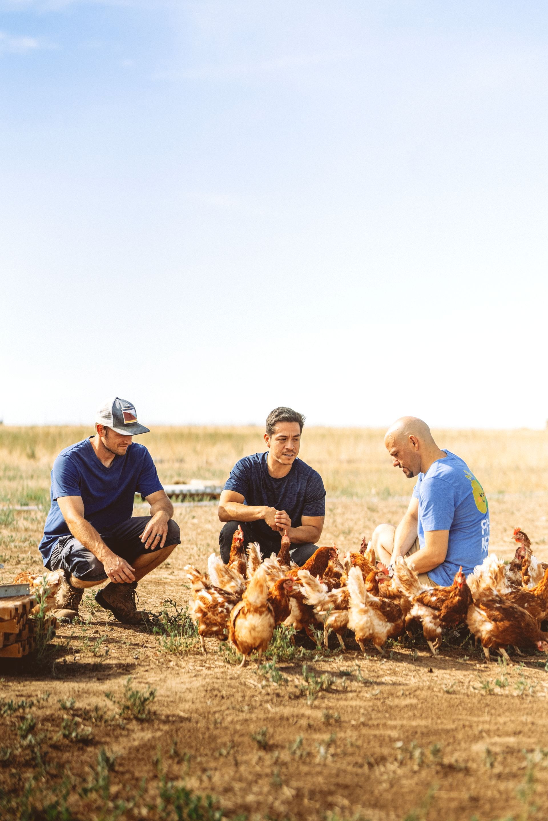 Three men crouch feeding chickens in a sunny field.