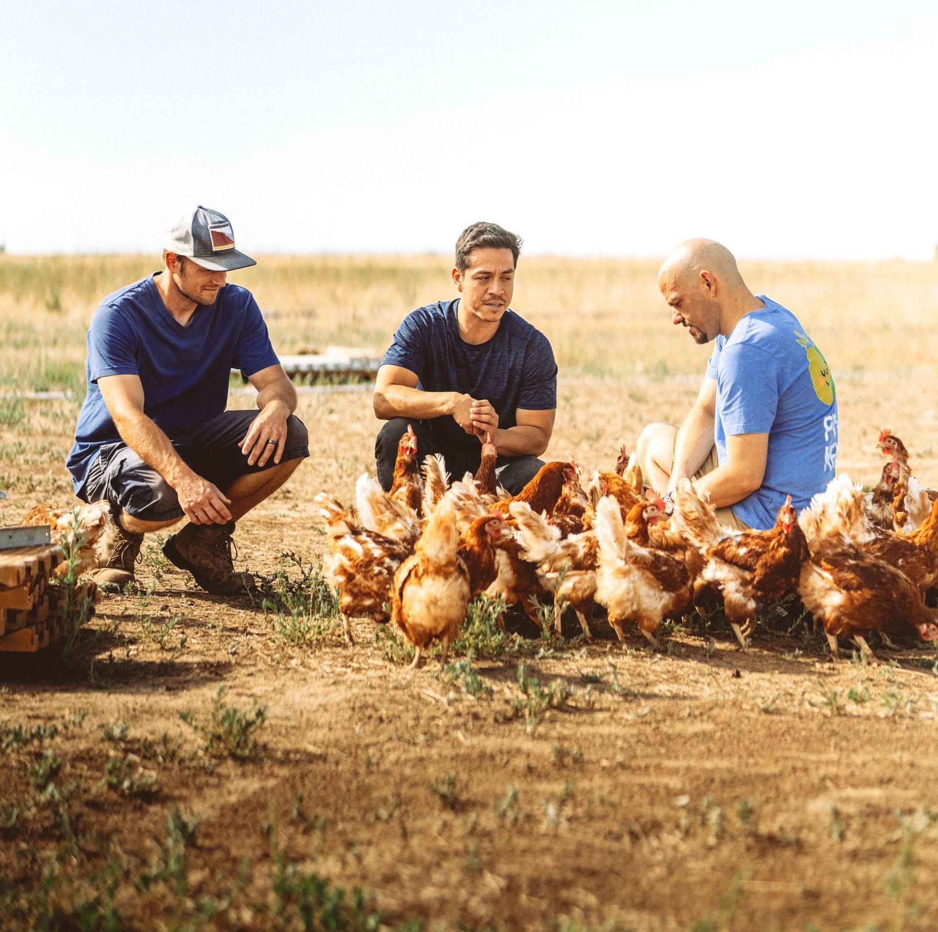 Three men squatting in a field feeding chickens. Sunny day.