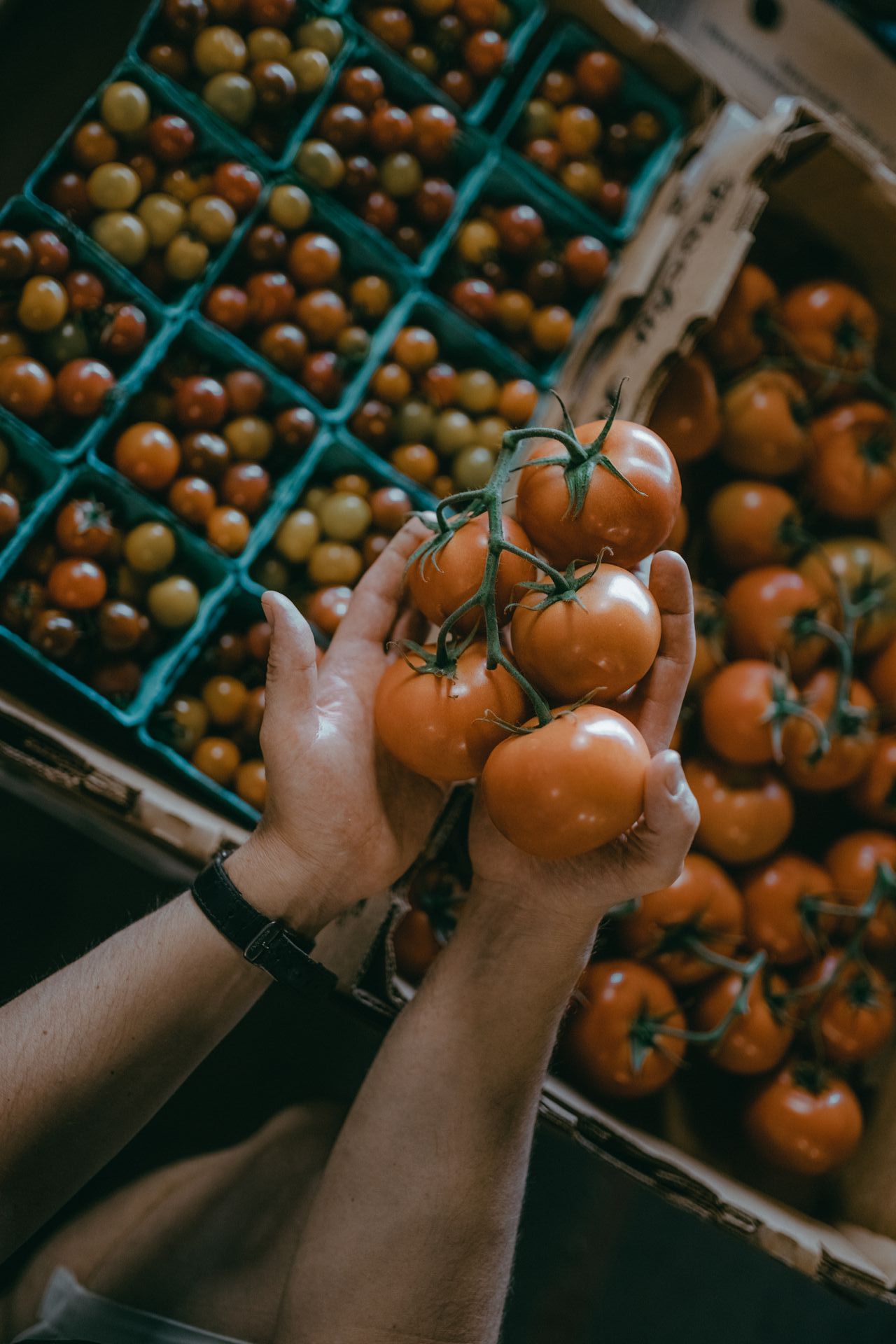 Hands holding vine-ripened tomatoes; crates of cherry tomatoes in the background at a farmer's market.